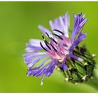 Bergflockenblume aus unserem Garten...