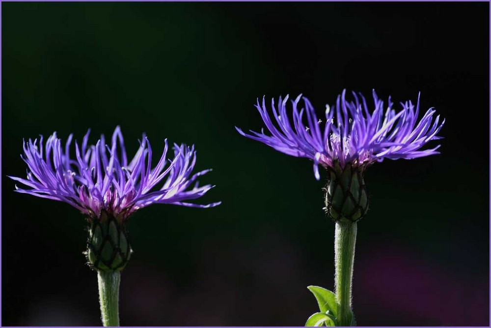 Bergflockenblume