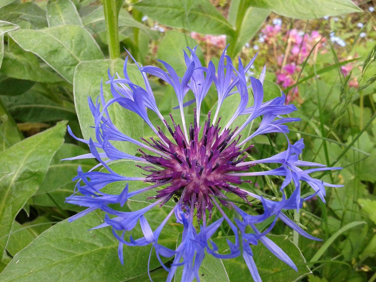 Bergflockenblume (Centaurea montana) 