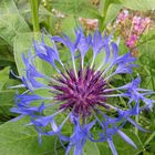 Bergflockenblume (Centaurea montana) 