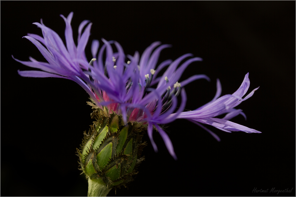 Bergflockenblume