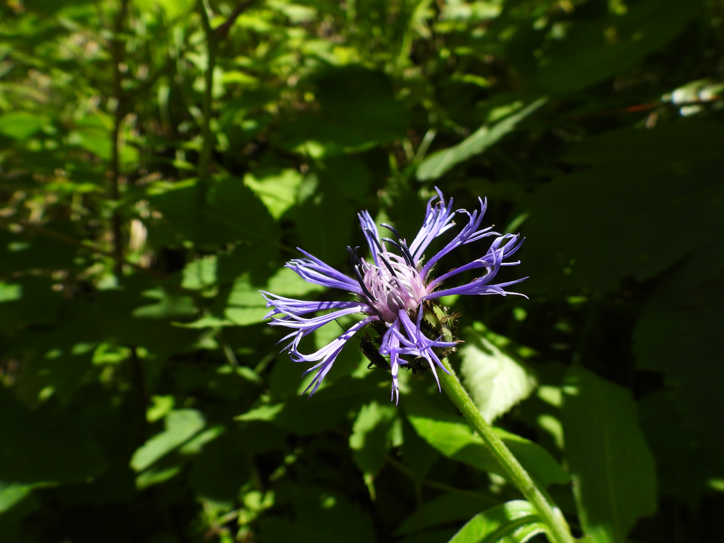 Bergflockenblume