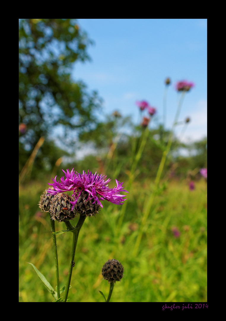 Bergflockenblume