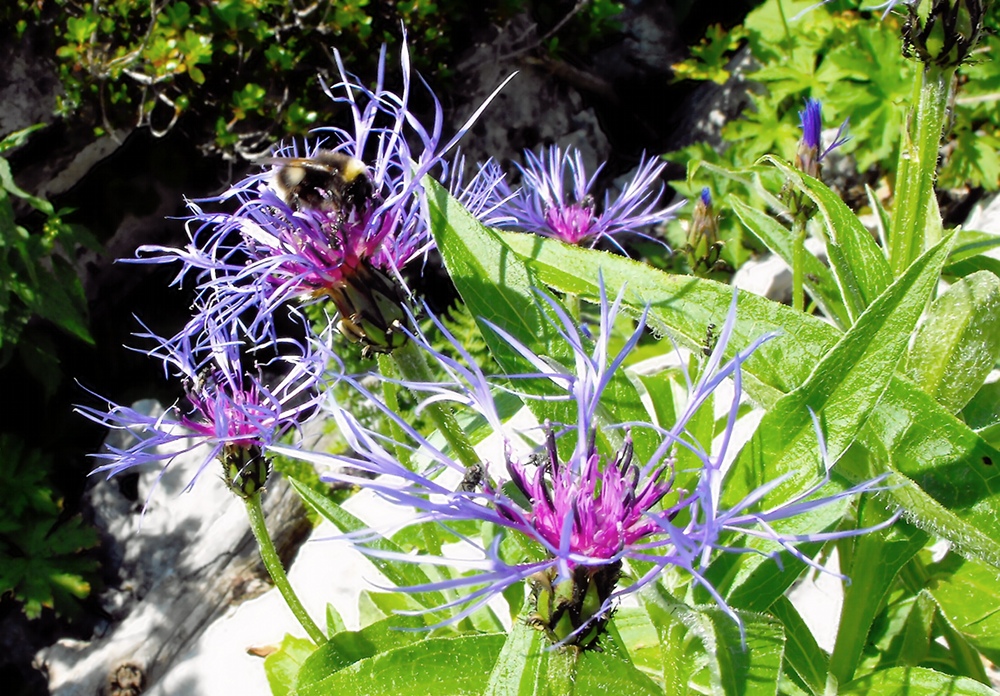 Bergflockenblume mit Besuchern