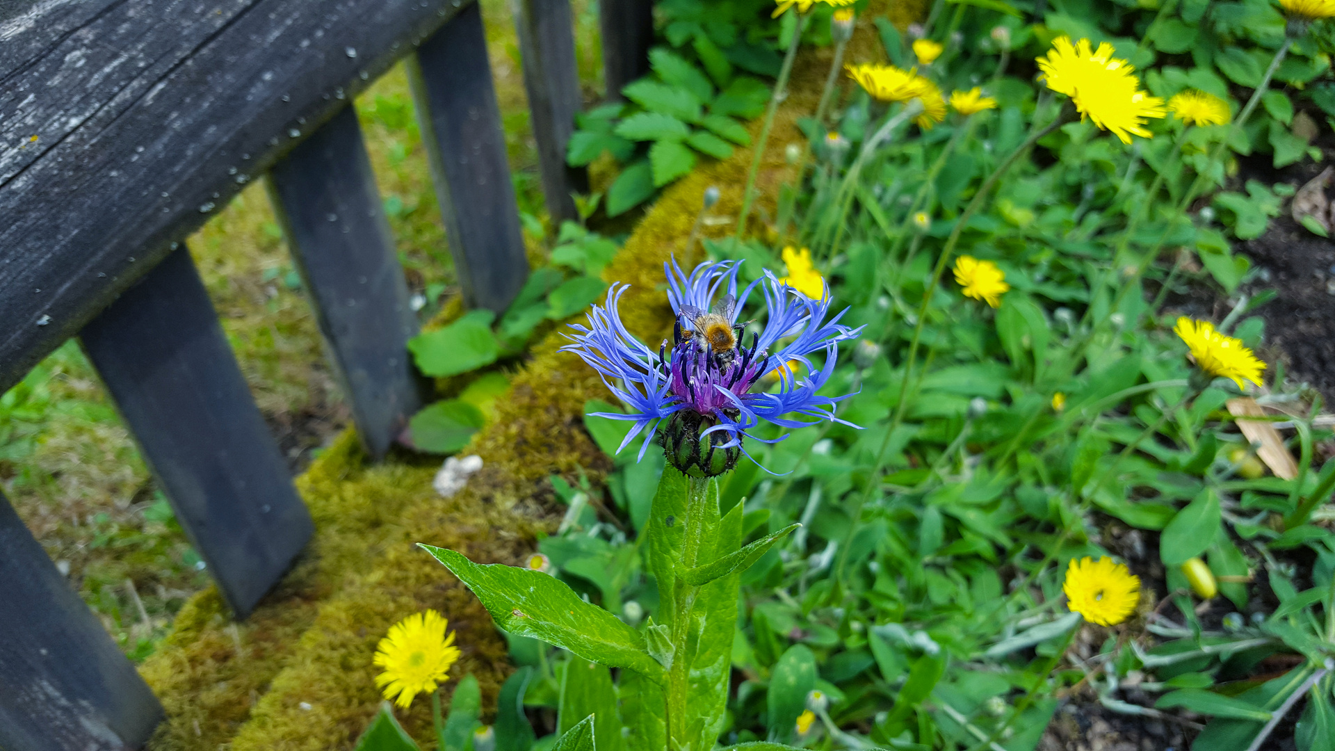 Bergflockenblume mit Biene