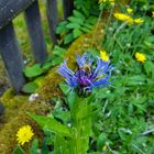 Bergflockenblume mit Biene