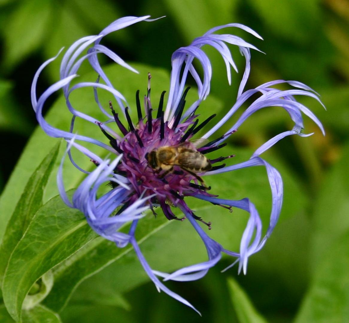 Bergflockenblume mit Gast