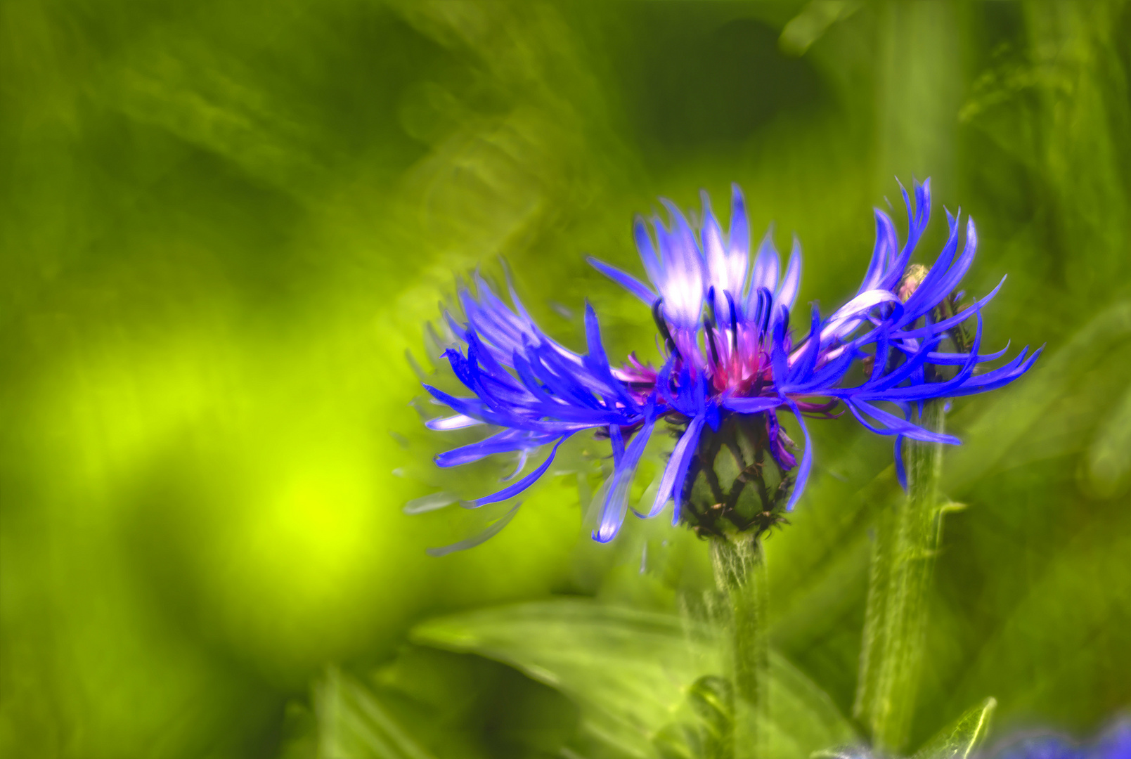 Bergflockenblume und Altglas