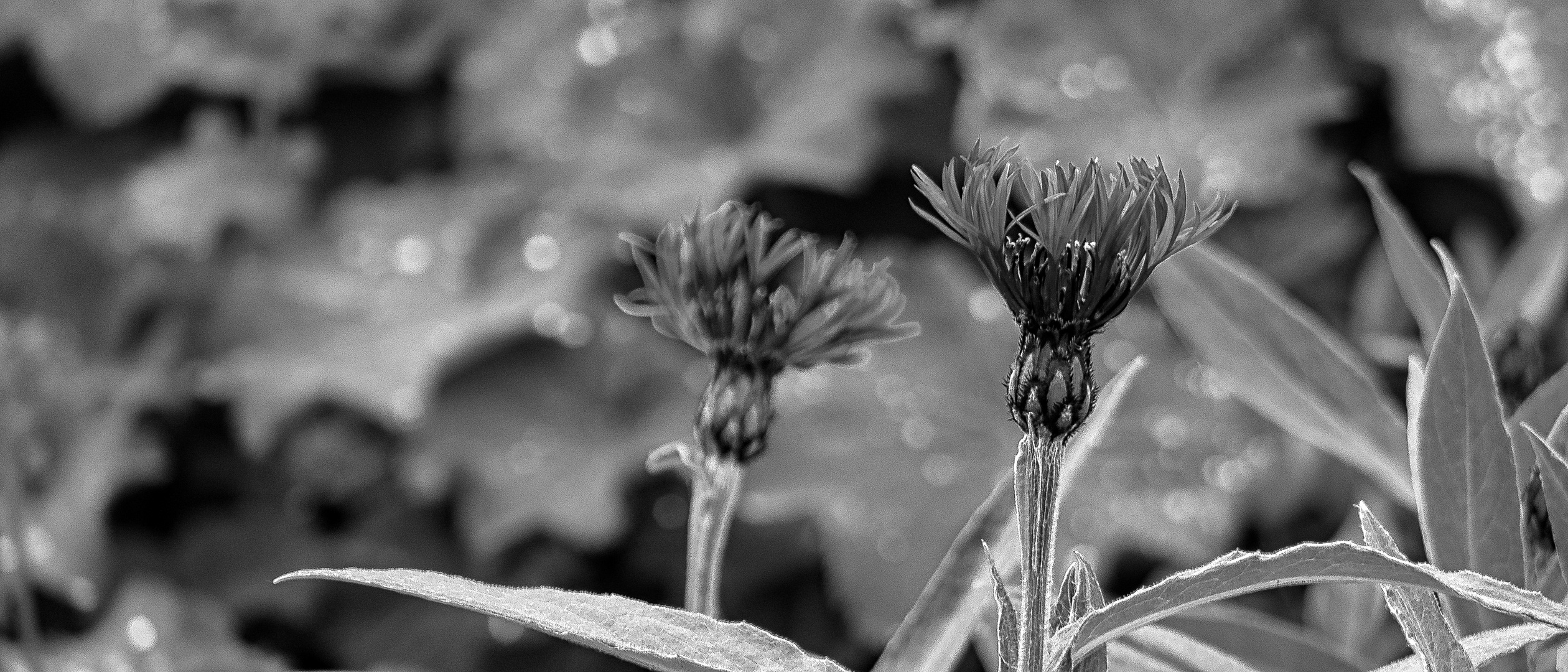 Bergflockenblumen