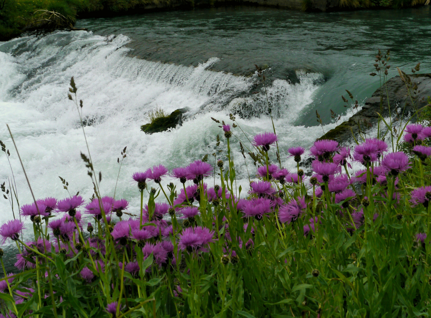 Bergflockenblumen am Wasserfall...