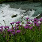 Bergflockenblumen am Wasserfall...
