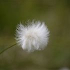 Bergflora im Frühling