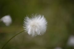 Bergflora im Frühling