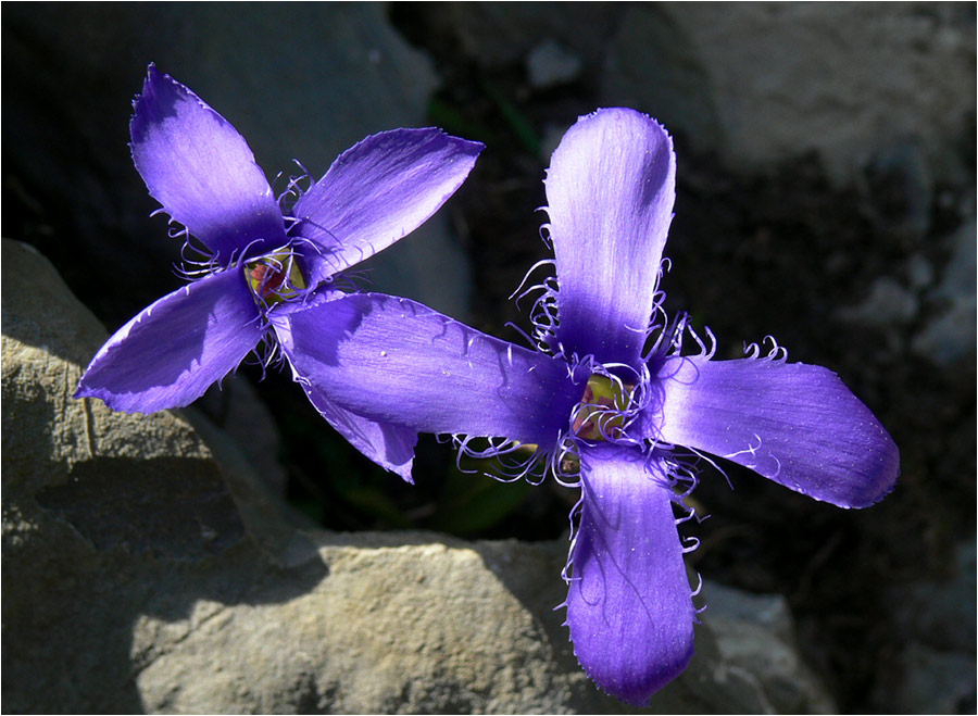 Bergflora im Herbst