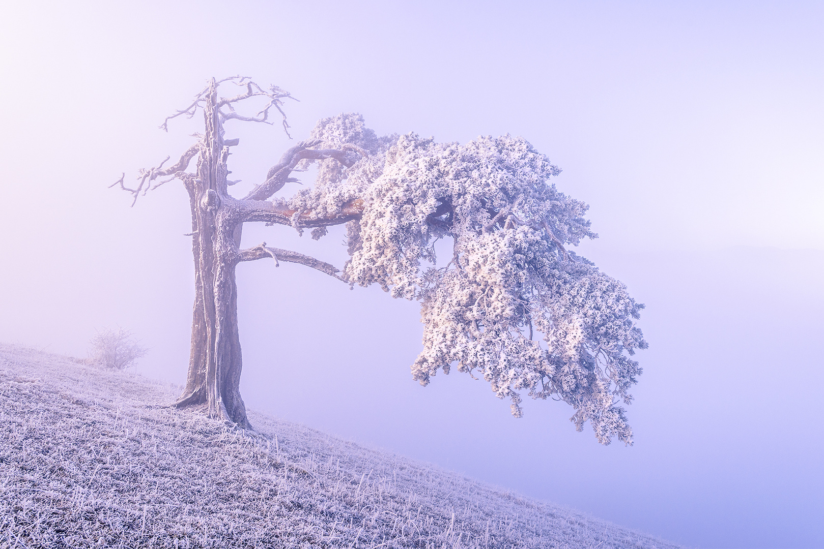 Bergföhre im Nebel