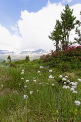 Bergfrühling