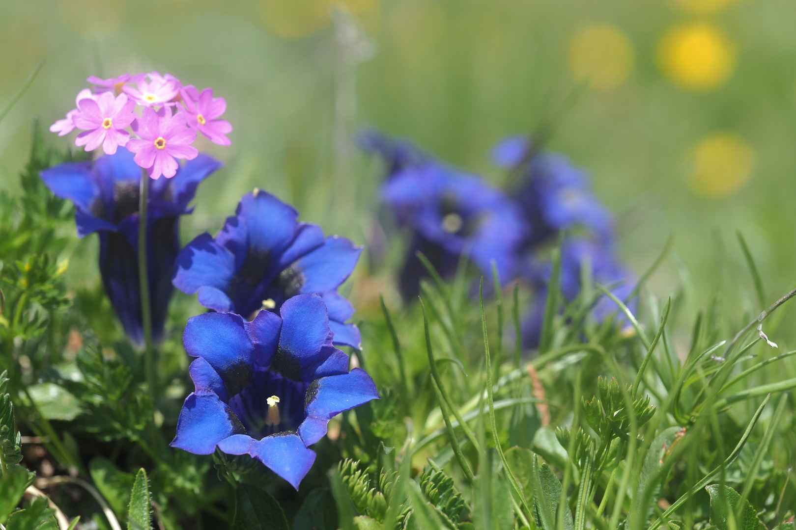 Bergfrühling..