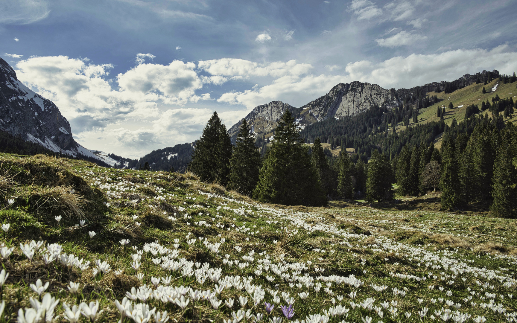 Bergfrühling