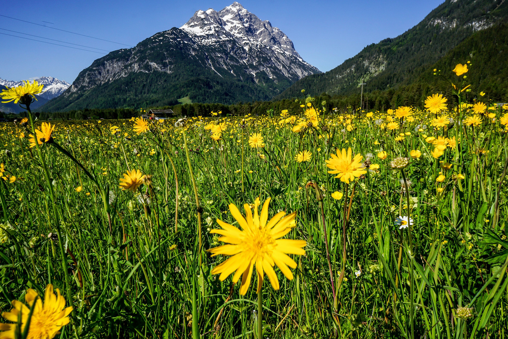 Bergfrühling (1)