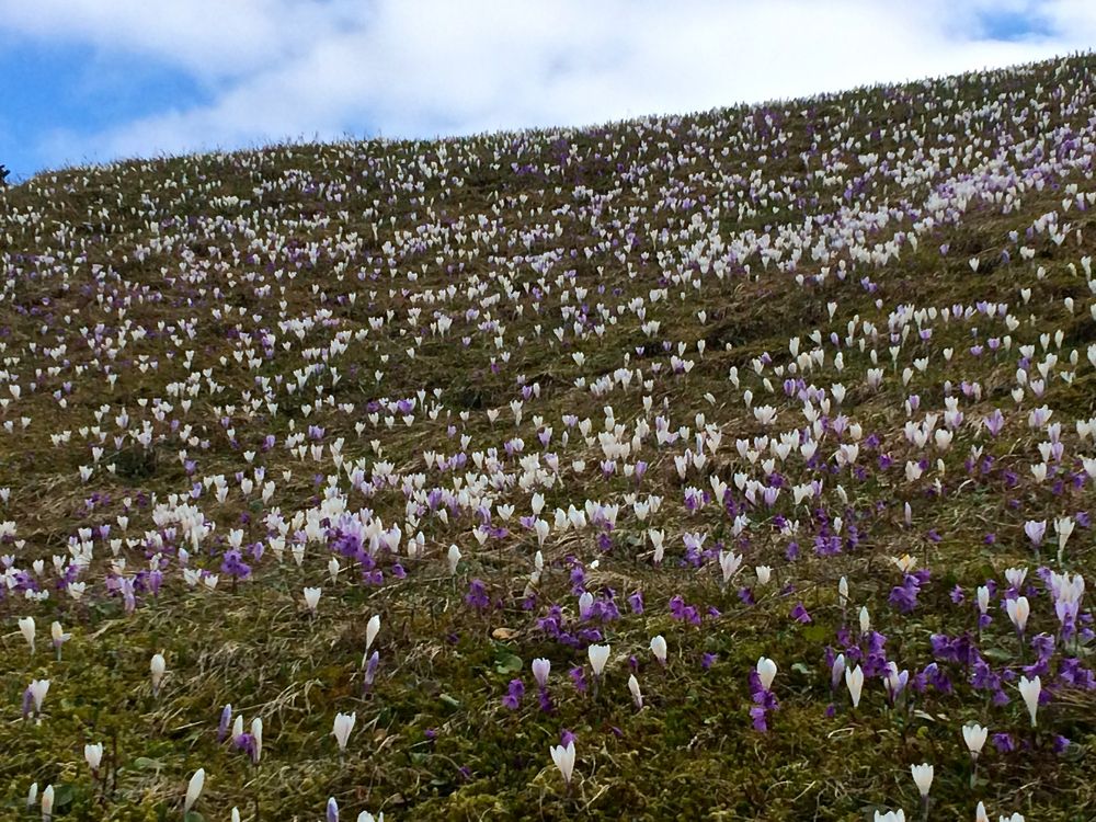 Bergfrühling 1