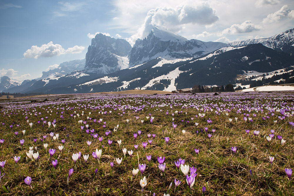 Bergfrühling