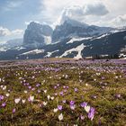 Bergfrühling