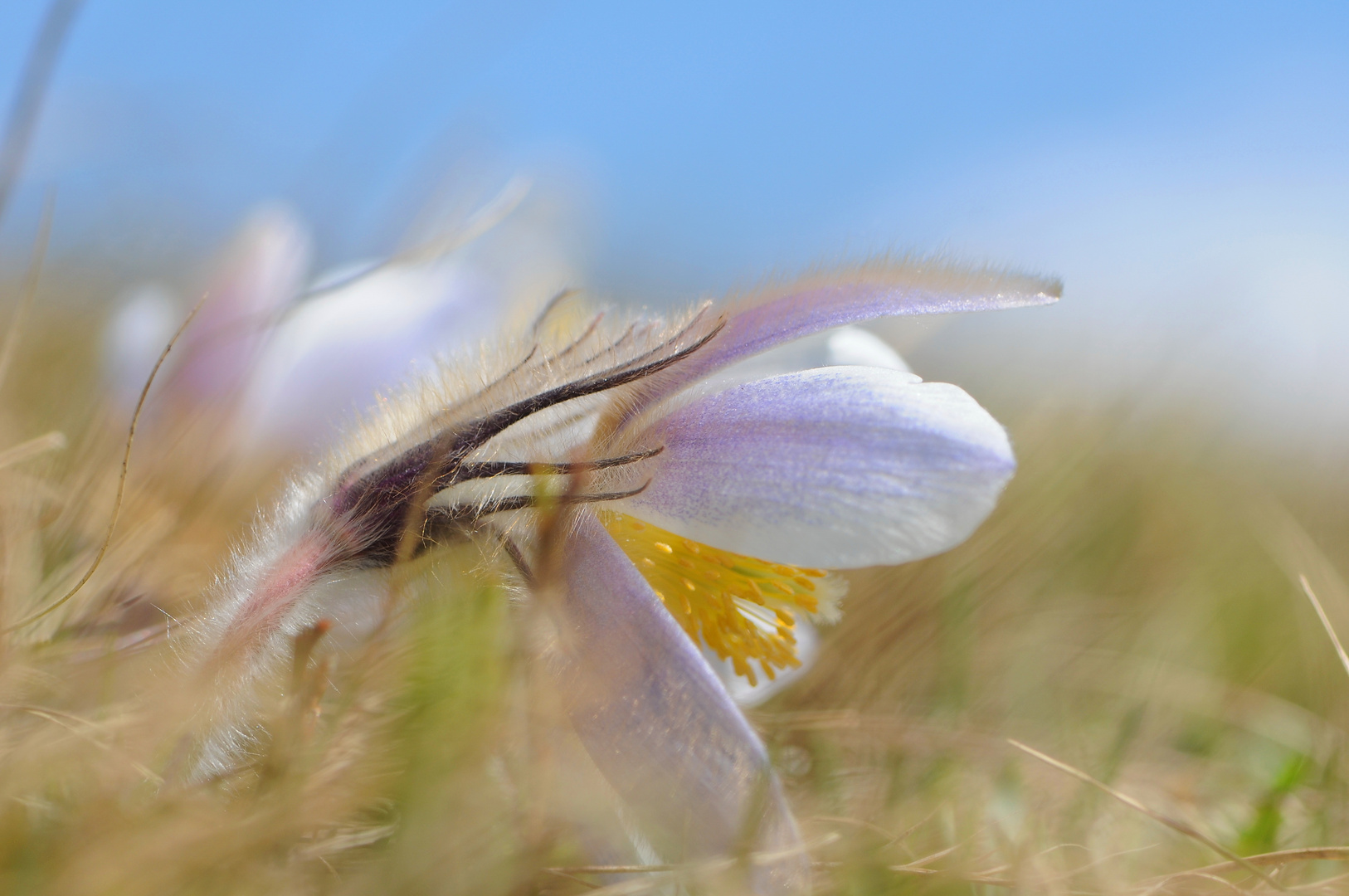 Bergfrühling