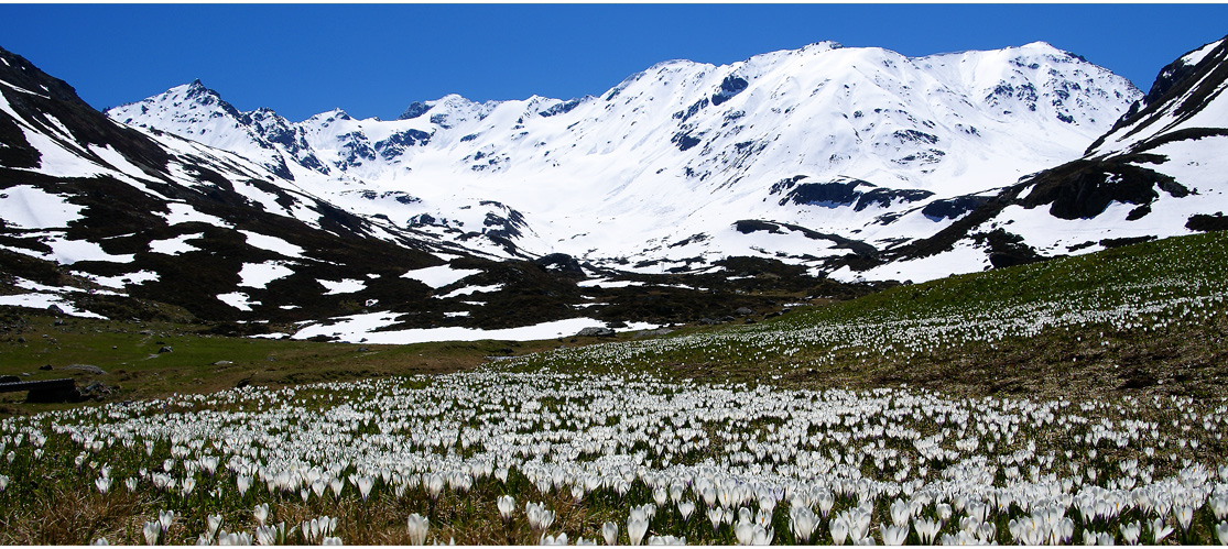 Bergfrühling