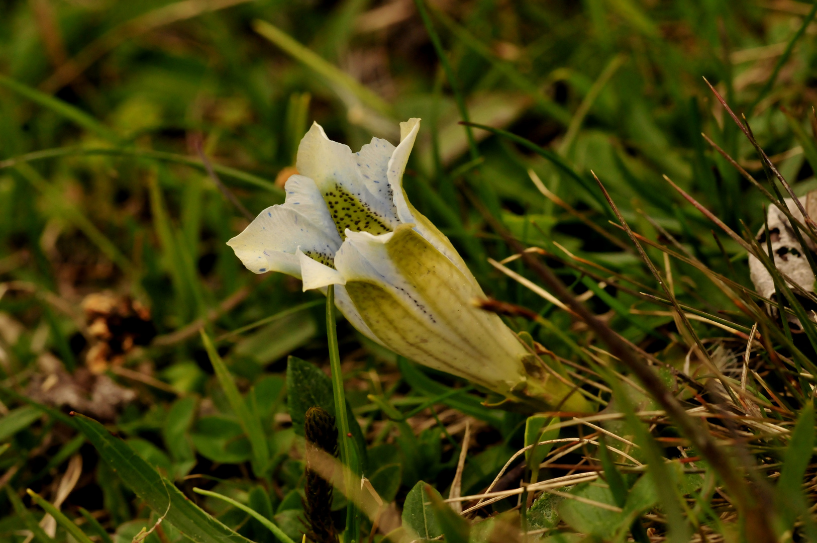 Bergfrühling 2