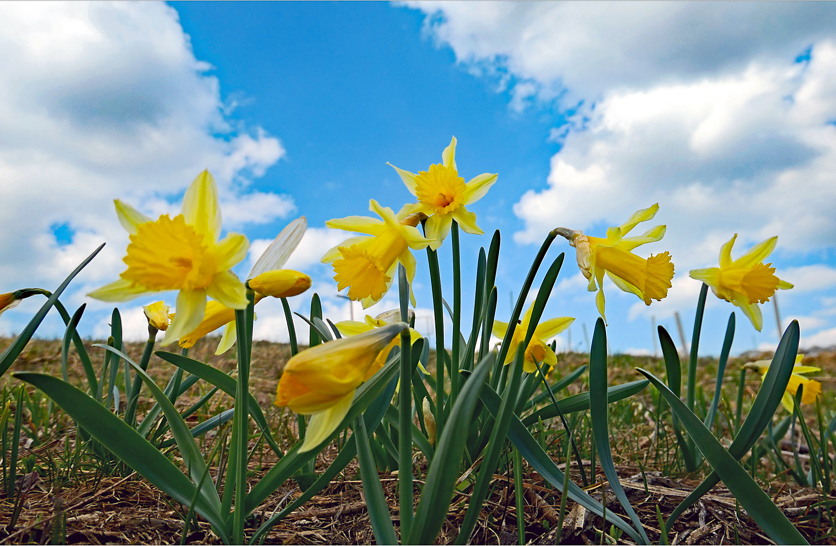 ...bergfrühling #2...