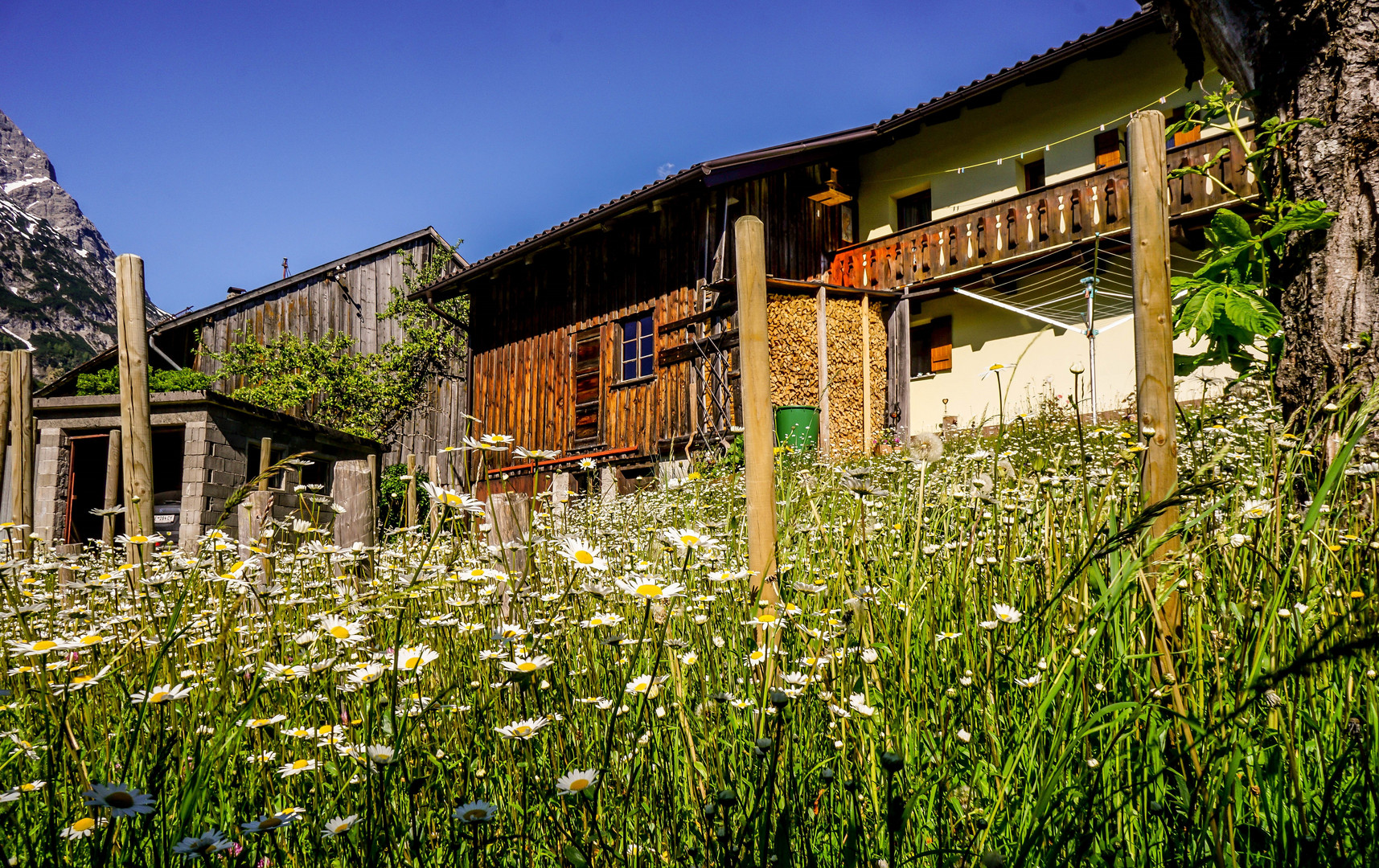 Bergfrühling (2)