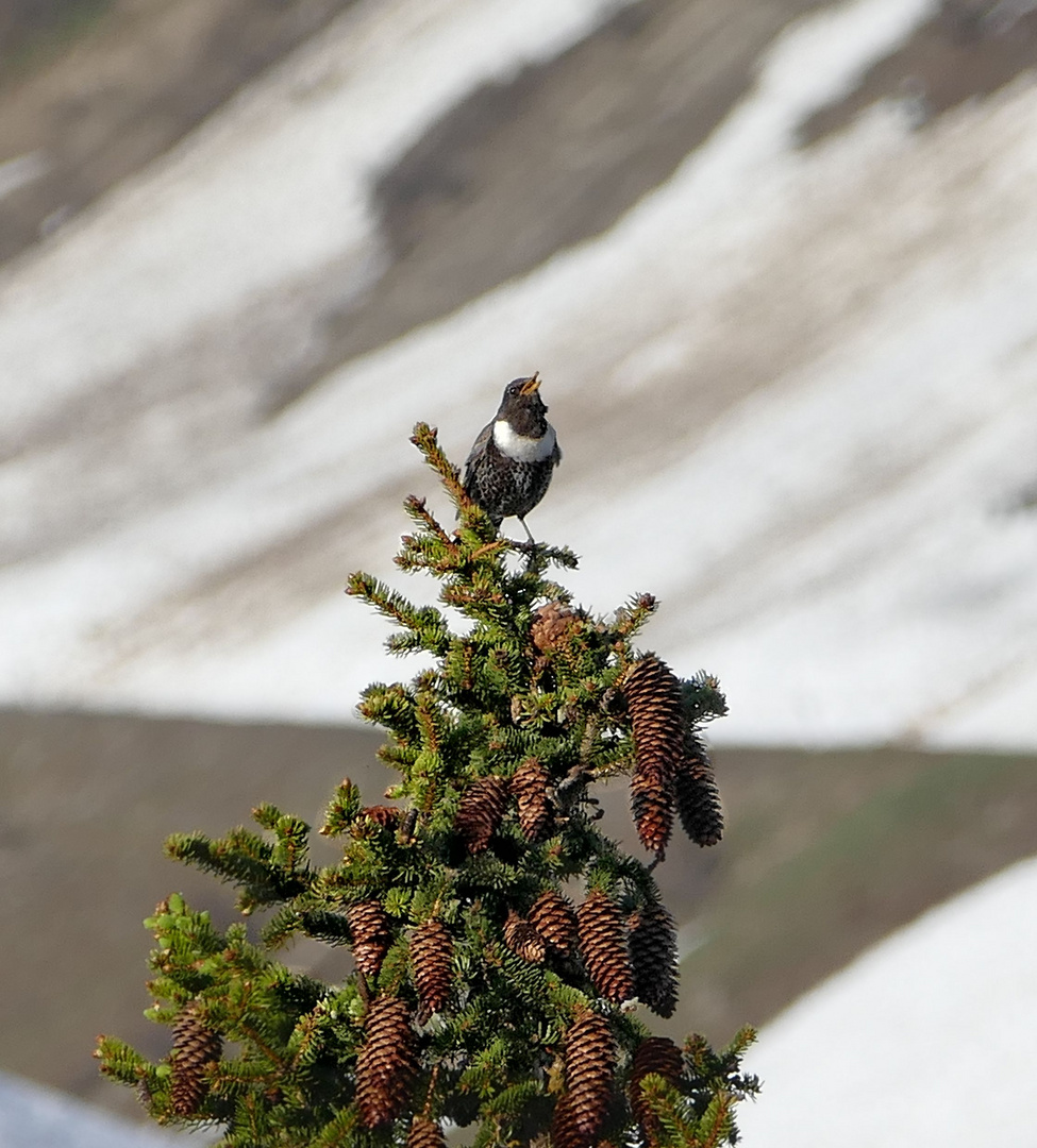 Bergfrühling (3)