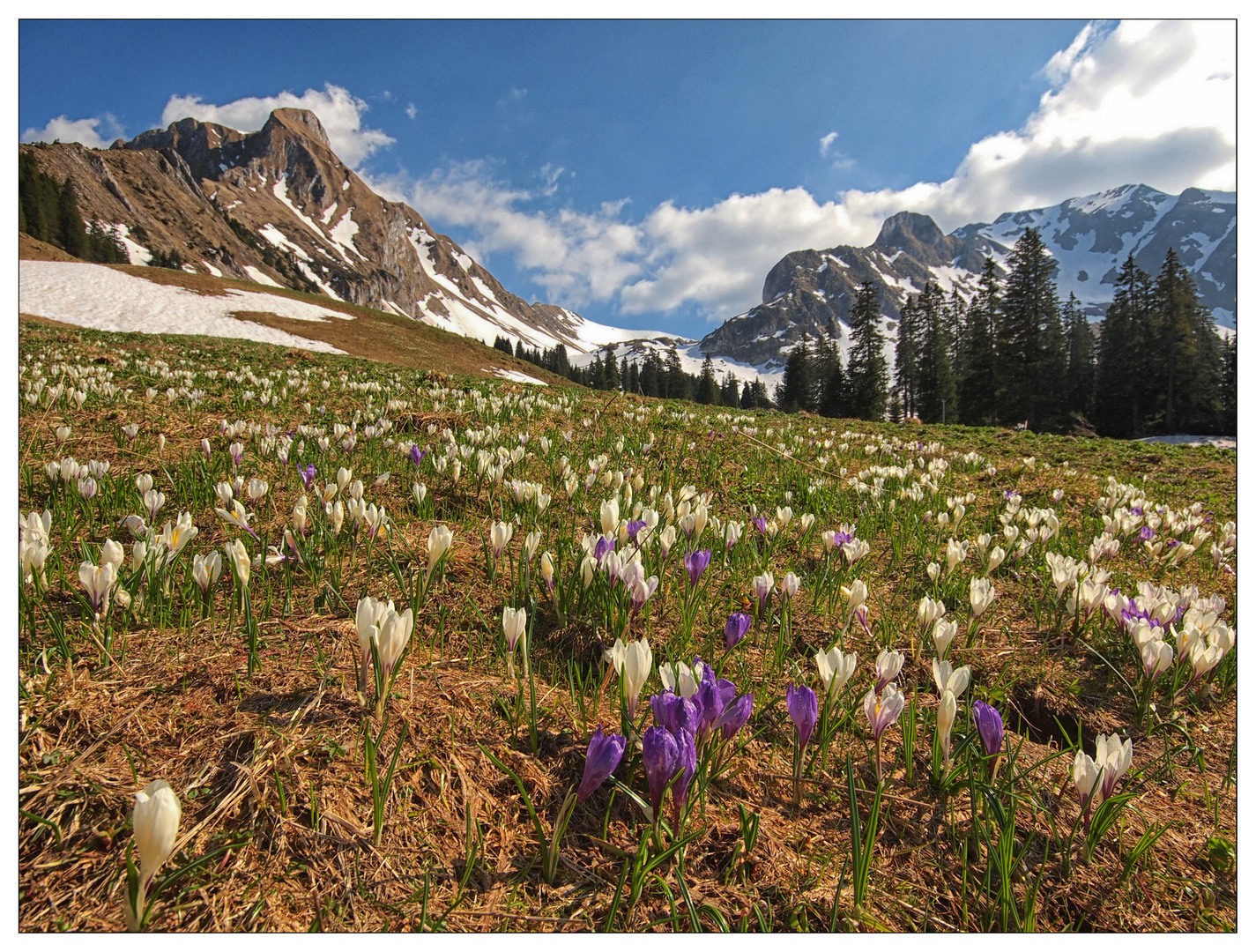 Bergfrühling