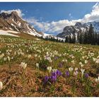 Bergfrühling