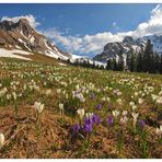 Bergfrühling