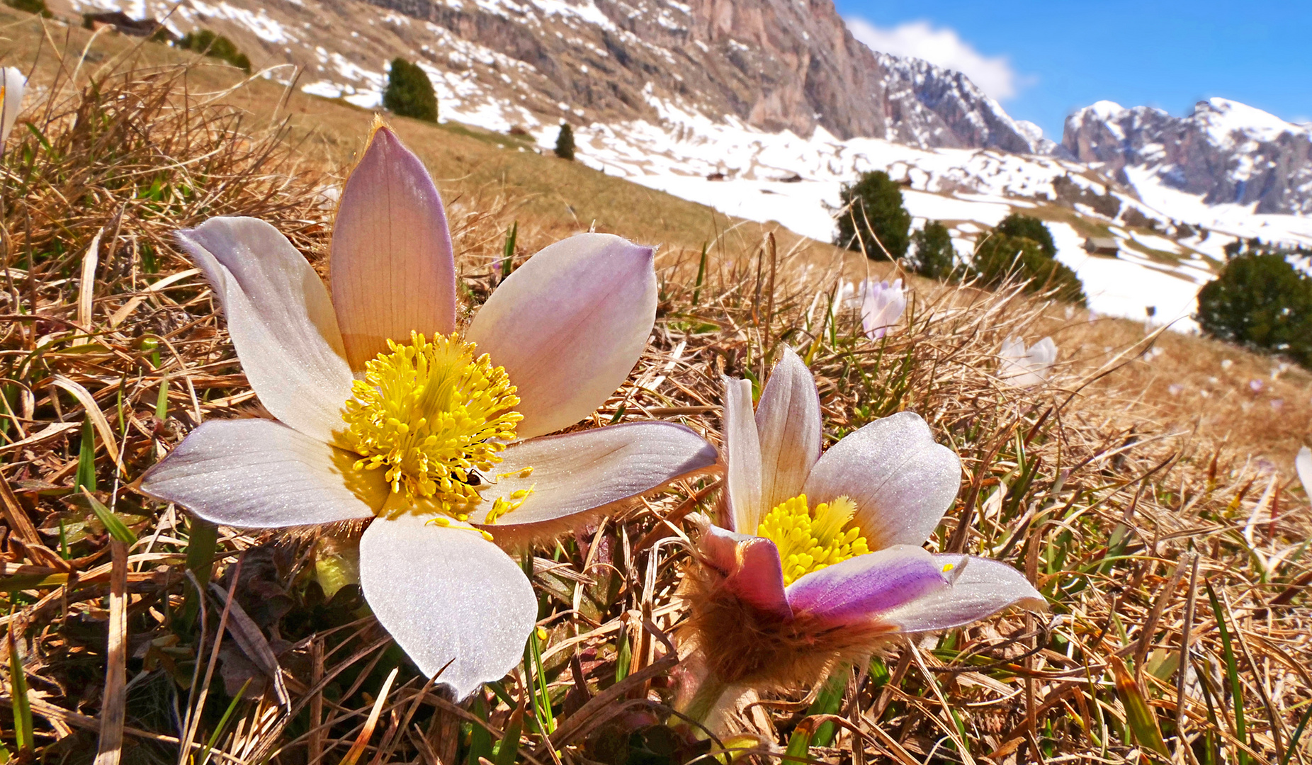 Bergfrühling