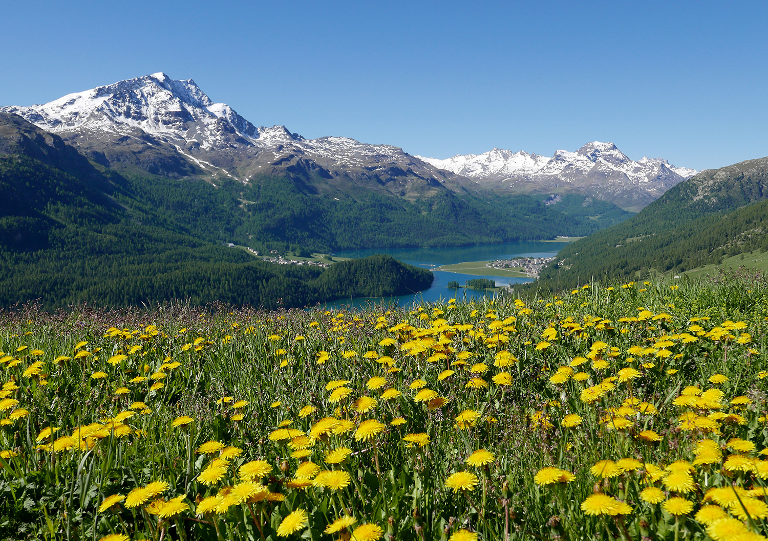 Bergfrühling