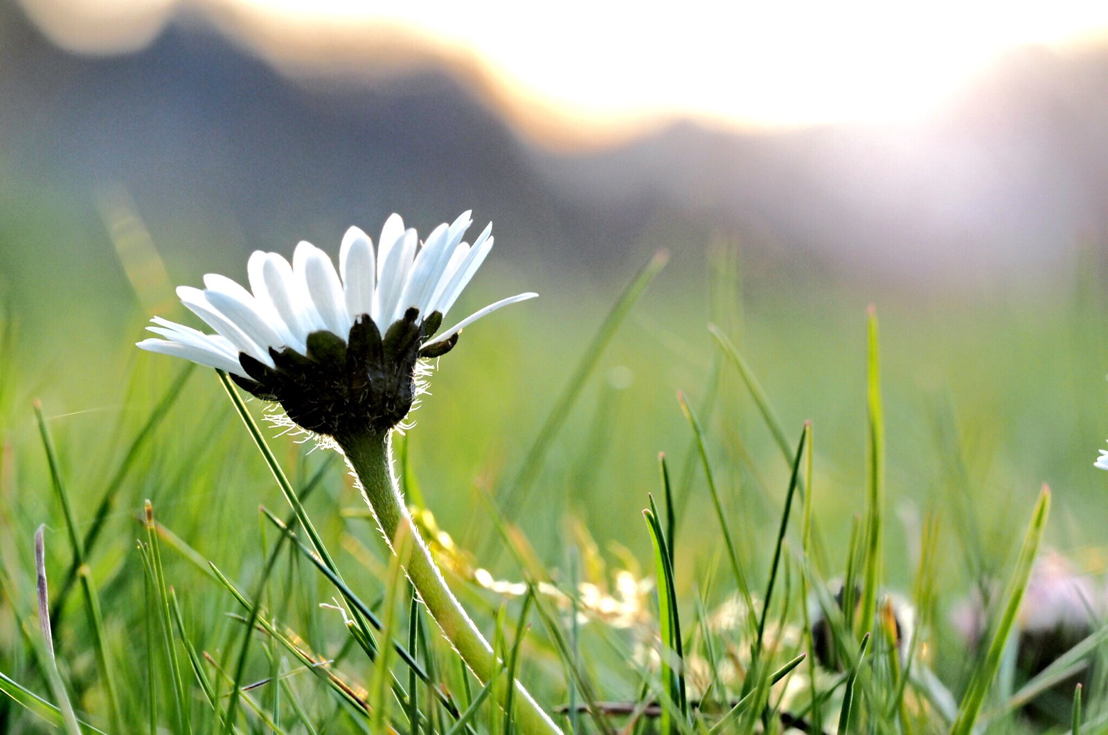 Bergfrühling