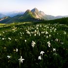 Bergfrühling...