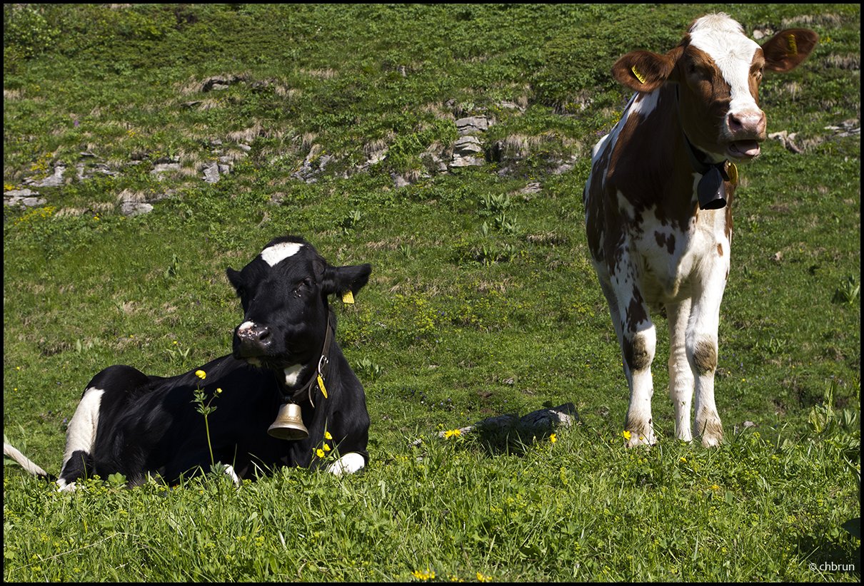 Bergfrühling 4