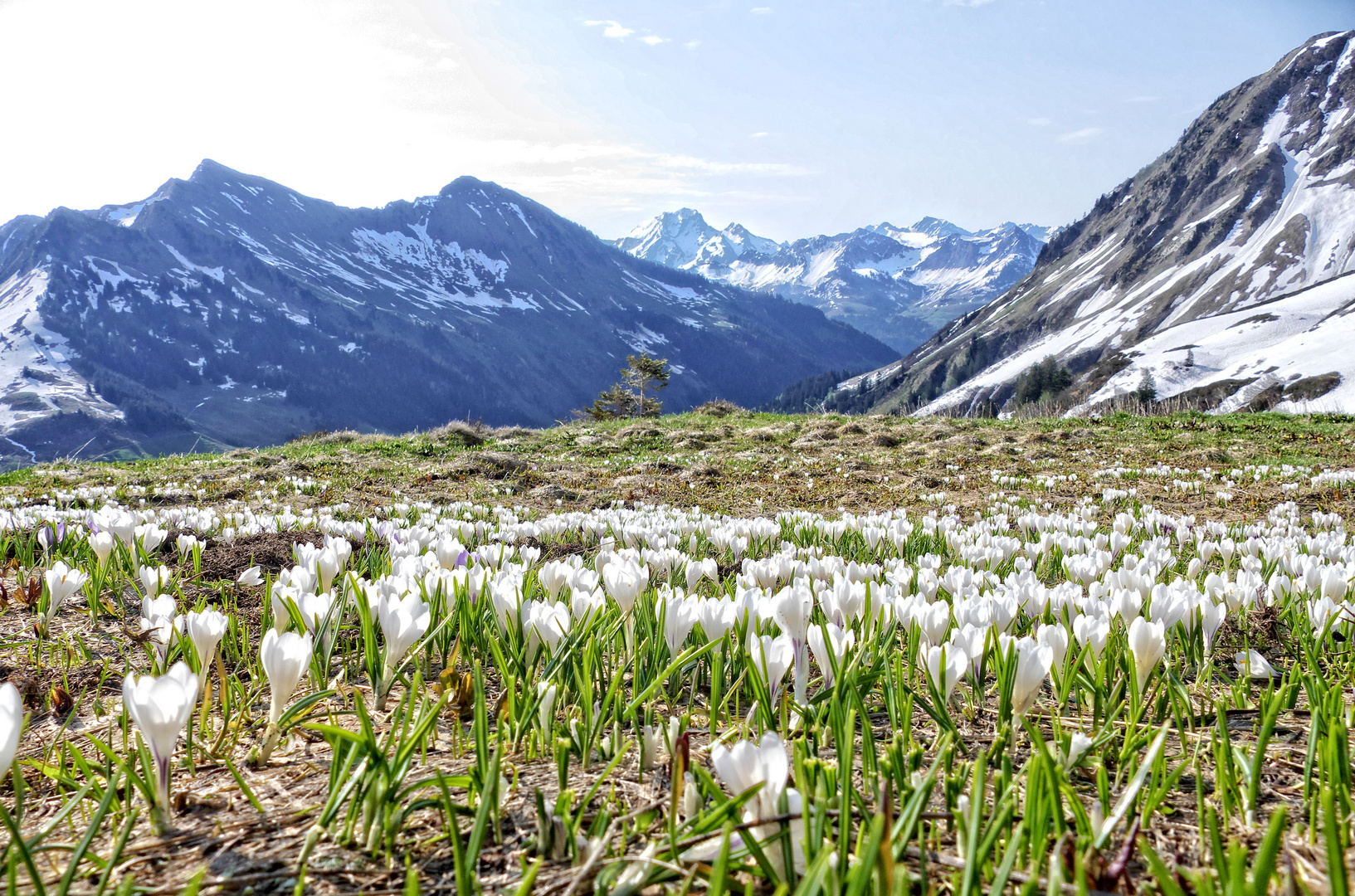 Bergfrühling (5)