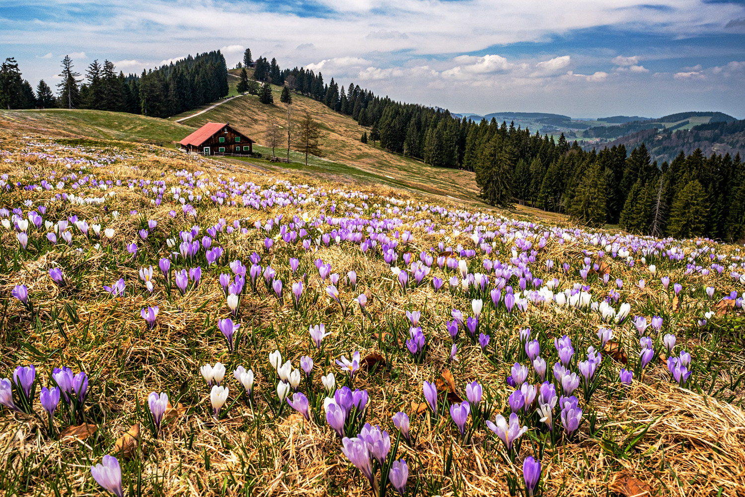 bergfrühling ...