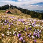 bergfrühling ...