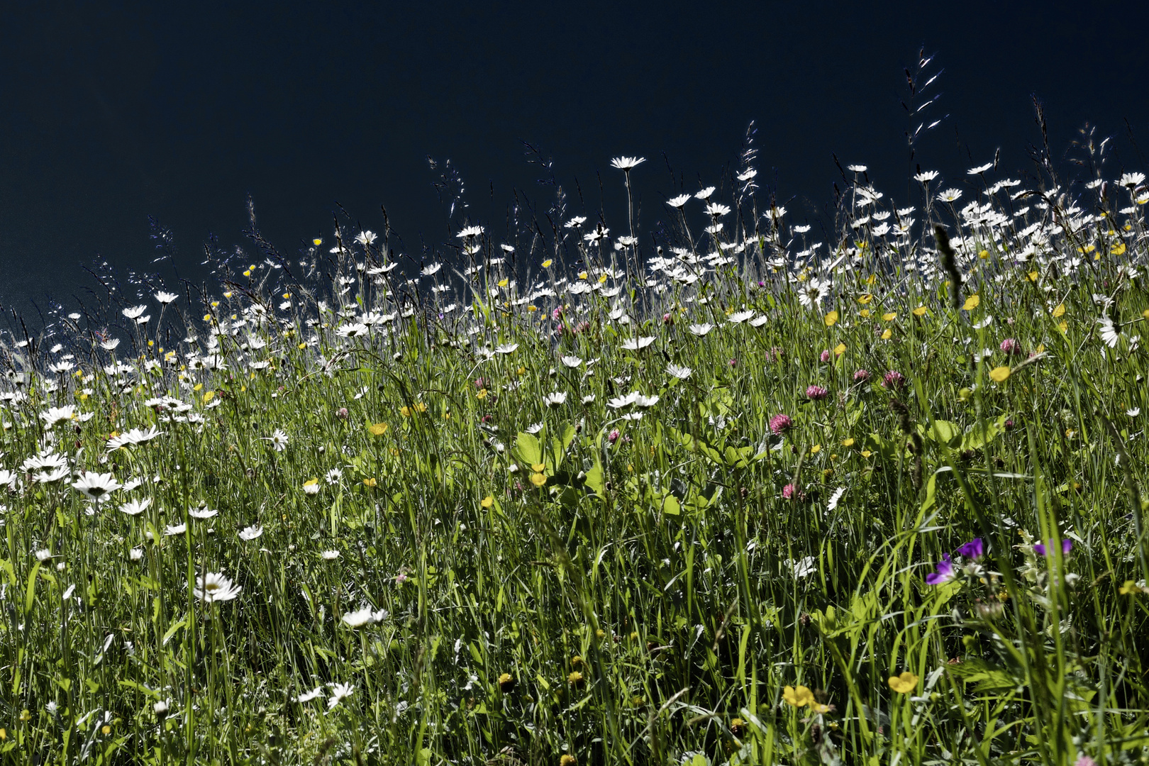 Bergfrühling