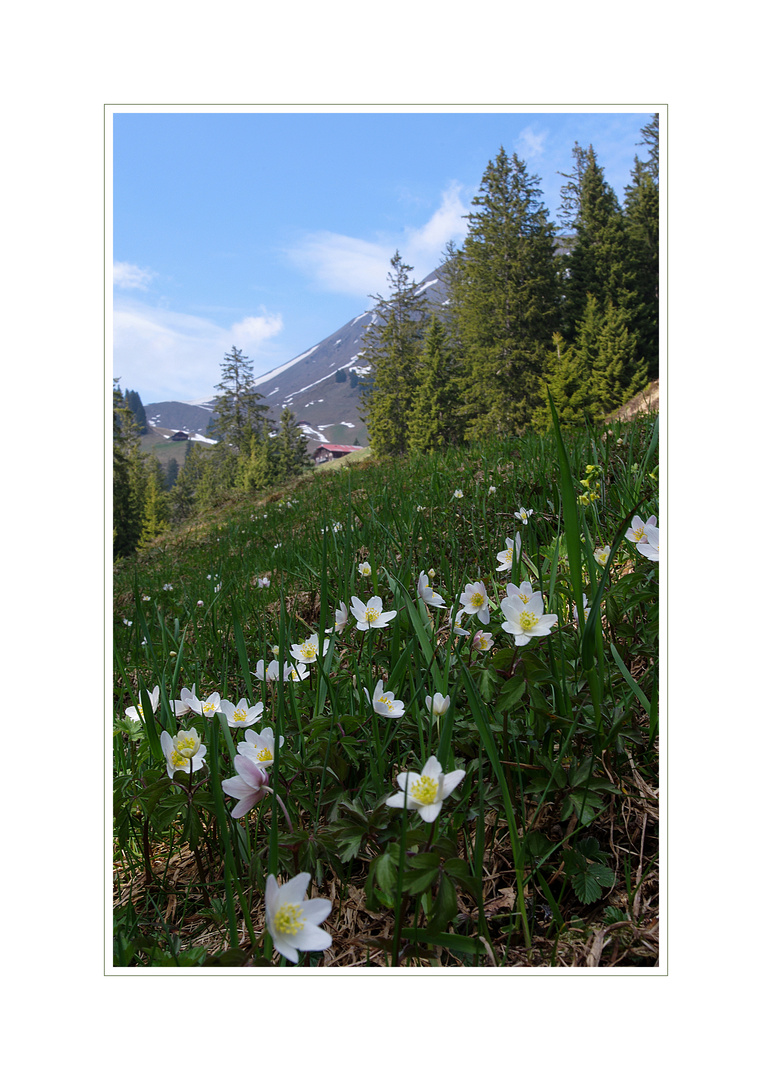 bergfrühling....