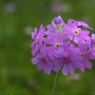 Bergfrühling