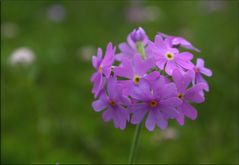 Bergfrühling