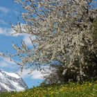 Bergfrühling