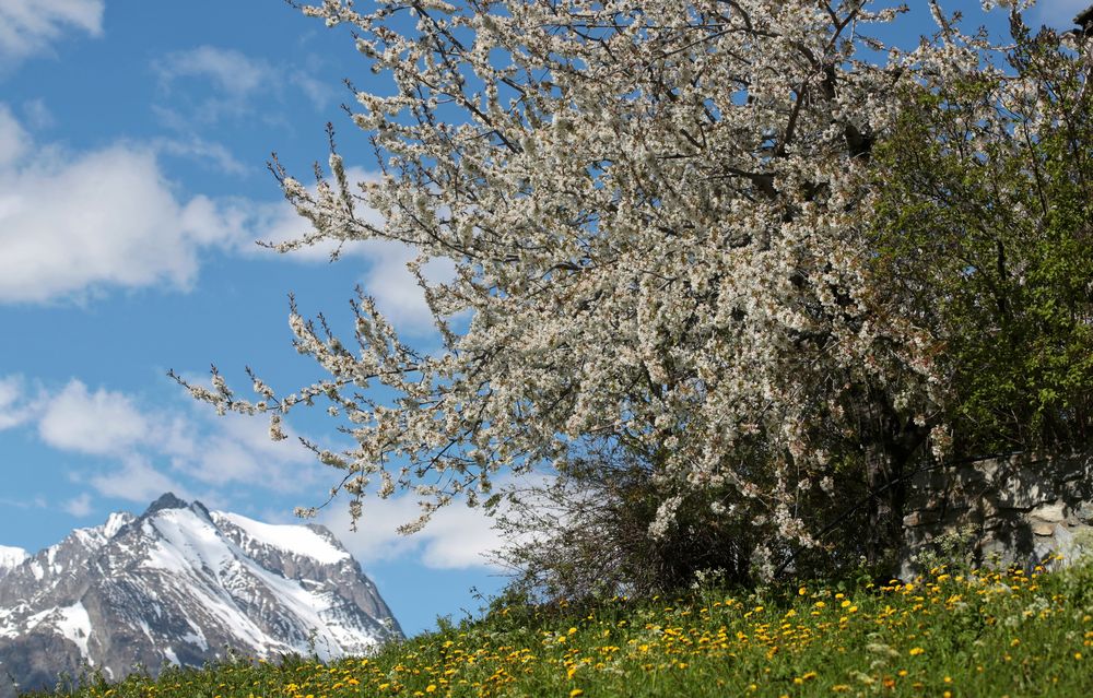 Bergfrühling