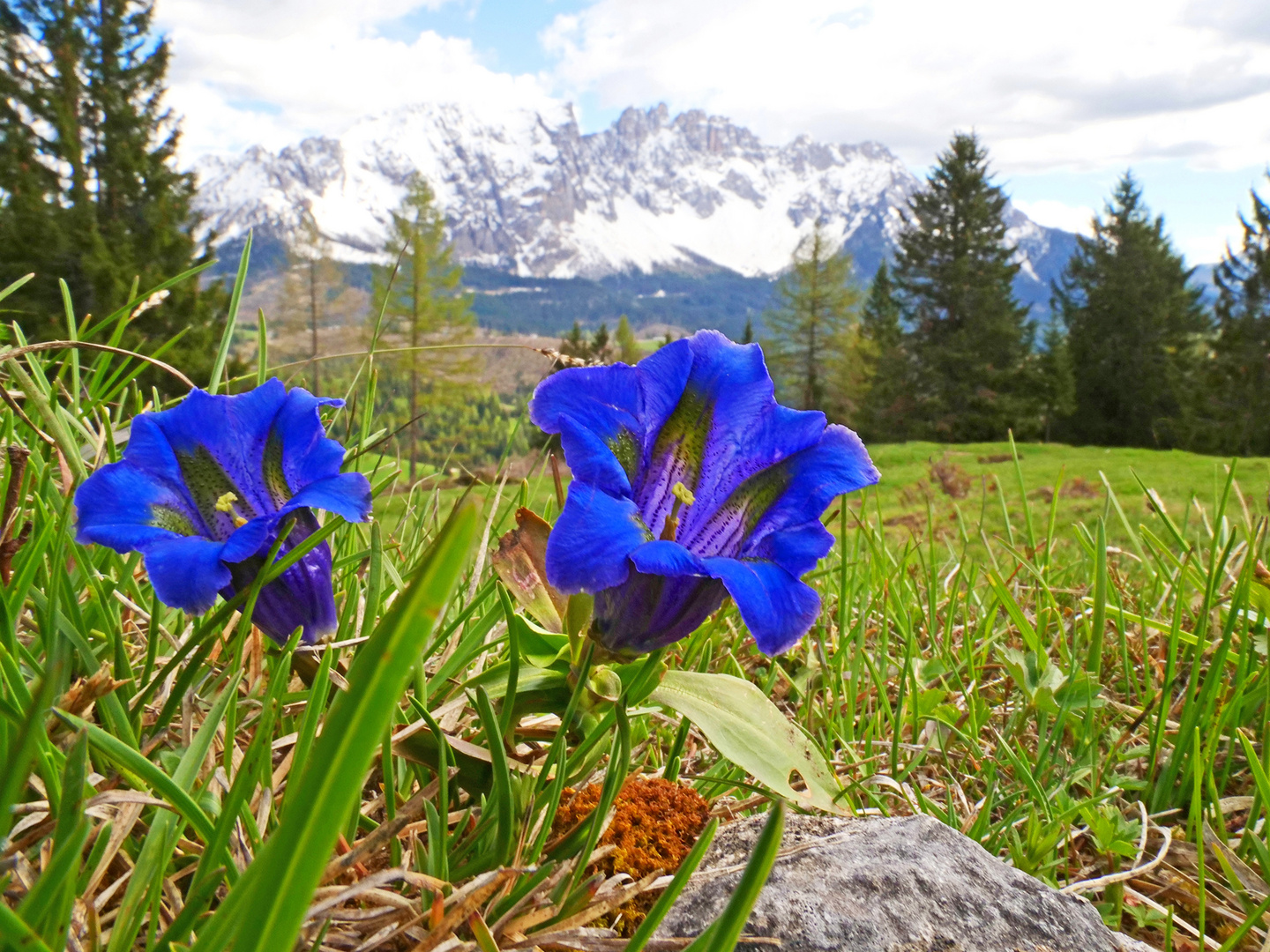 Bergfrühling